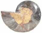 Split Black/Orange Ammonite (Half) - Unusual Coloration #55648-1